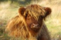 Scottish highland calf Royalty Free Stock Photo