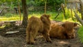 A Scottish Highland calf and an adult red cow in a fenced paddock .