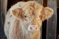 Scottish highland calf in barn on farm Royalty Free Stock Photo