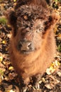Scottish highland calf Royalty Free Stock Photo