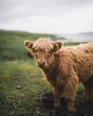 Scottish Highland calf in the field Royalty Free Stock Photo