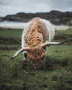 Scottish Highland calf in the field Royalty Free Stock Photo