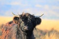 Scottish Highland calf on moorland Royalty Free Stock Photo