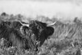 Scottish Highland calf on moorland Royalty Free Stock Photo