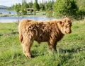 Scottish Highland calf on pasture Royalty Free Stock Photo