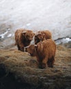 Scottish highland calves in the field Royalty Free Stock Photo
