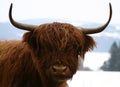 Scottish Highland cattle