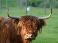 Scottish highland cattle