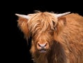 Scottish Highland cattle Royalty Free Stock Photo