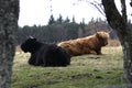 Scottish Highland Cattle Royalty Free Stock Photo