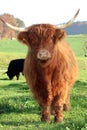 Scottish Highland Cattle Royalty Free Stock Photo