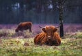 Scottish highland cattle aka hairy cow in the field Royalty Free Stock Photo