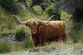 Scottish Highland cattle beast