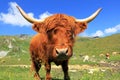 Scottish highland cattle with big horns in mountains Royalty Free Stock Photo
