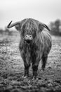 Scottish Highland cattle in black and white Royalty Free Stock Photo