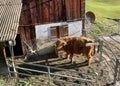 Scottish highland cattle with brush massage device for the animal's comfort and more milk production.