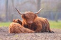 Scottish Highland Cattle with calf and grown up cow with scraggy brown fur Royalty Free Stock Photo