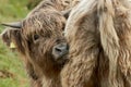 Scottish highland cattle calf licking hair Royalty Free Stock Photo