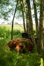 Scottish Highland cattle calfs in meadow forest. Hairy, cute, fluffy, beautiful baby mountain cow in pasture looking for a shadow Royalty Free Stock Photo