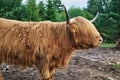 Scottish highland cattle close up. Side view of big brown hairy cow Royalty Free Stock Photo