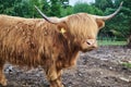 Scottish highland cattle close up. Side view of big brown hairy cow Royalty Free Stock Photo