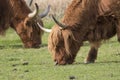 Scottish highland cattle, cow, coo, Bos taurus grazing with background and portrait Royalty Free Stock Photo