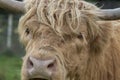 Scottish highland cattle, cow, coo, Bos taurus grazing with background and portrait