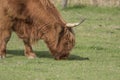 Scottish highland cattle, cow, coo, Bos taurus grazing with background and portrait Royalty Free Stock Photo