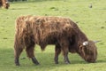 Scottish highland cattle, cow, coo, Bos taurus grazing with background and portrait Royalty Free Stock Photo