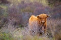 Scottish highland cattle, cow in the countryside, bull with horns on a pasture, ginger shaggy coat Royalty Free Stock Photo