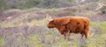 Scottish highland cattle, cow in the countryside, bull with horns on a pasture, ginger shaggy coat Royalty Free Stock Photo