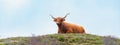 Scottish highland cattle, cow in the countryside, bull with horns on a pasture, ginger shaggy coat Royalty Free Stock Photo