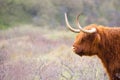 Scottish highland cattle, cow in the countryside, bull with horns on a pasture, ginger shaggy coat Royalty Free Stock Photo