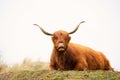 Scottish highland cattle, cow in the countryside, bull with horns on a pasture, ginger shaggy coat Royalty Free Stock Photo