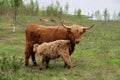 Scottish highland cattle