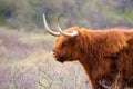 Scottish highland cattle, cow in the countryside, bull with horns on a pasture, ginger shaggy coat Royalty Free Stock Photo