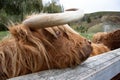 Horns and blond forelock Royalty Free Stock Photo