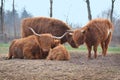 Scottish Highland Cattle family with calf and grown up male and female cows