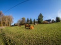 Scottish highland cattle on the Farmer Land