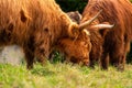 Scottish highland cattle fighting. Rivals in the mating season. Love in the animal kingdom Royalty Free Stock Photo