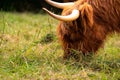 Scottish highland cattle grazing. Close up of head with horns. Hairy eye and forehead eating grass Royalty Free Stock Photo