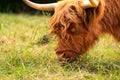 Scottish highland cattle grazing. Close up of head with horns. Hairy eye and forehead eating grass Royalty Free Stock Photo