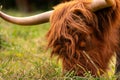 Scottish highland cattle grazing. Close up of head with horns. Hairy eye and forehead eating grass Royalty Free Stock Photo