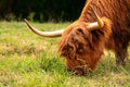 Scottish highland cattle grazing. Close up of head with horns. Hairy eye and forehead eating grass Royalty Free Stock Photo