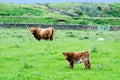 Scottish Highland Cattle