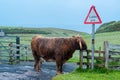 Scottish Highland Cattle Royalty Free Stock Photo