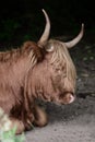 A Scottish highland cattle, with horns and a lot of fur, lies in the forest and is resting, in portrait format Royalty Free Stock Photo