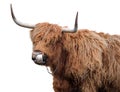 Scottish highland cattle isolated Royalty Free Stock Photo