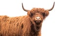 Scottish highland cattle Royalty Free Stock Photo