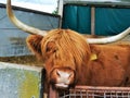 Scottish highland cattle looking into the camera Royalty Free Stock Photo